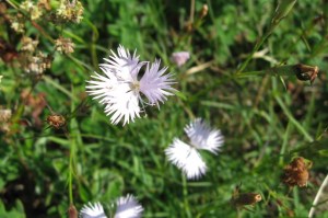 dianthus plumarius (1200 x 799)7